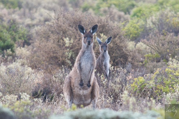 AustraliaPerth 10  027